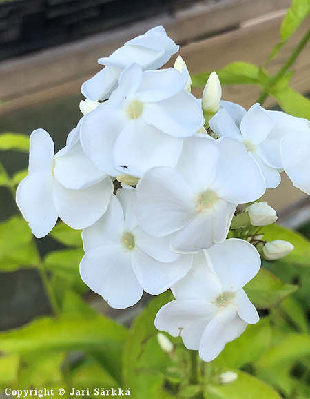 Phlox paniculata 'David', syysleimu